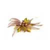 Automne - Centre de table marrons et feuilles