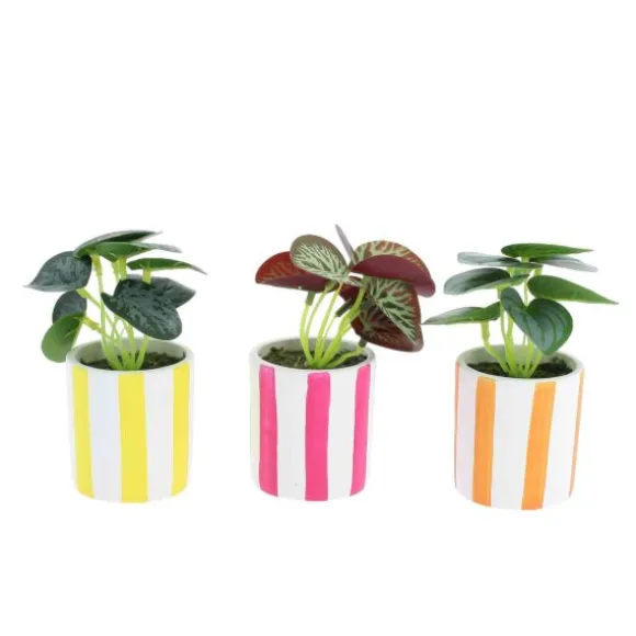 Plante avec pot en céramique - 6 x 13 cm - Couleur Aléatoire
