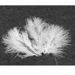 20 Plumes Décoratives - Blanc