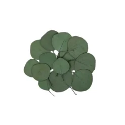 Sachet de 15 Feuilles d'Eucalyptus Vert