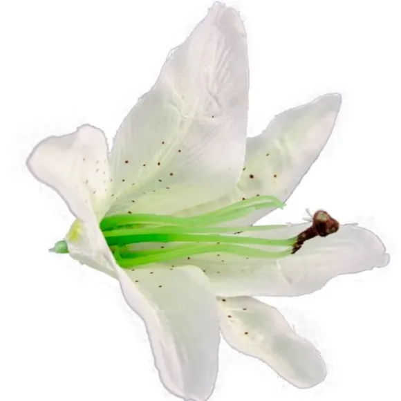 Sachet de 6 Fleurs Blanches Tropicales - Lys