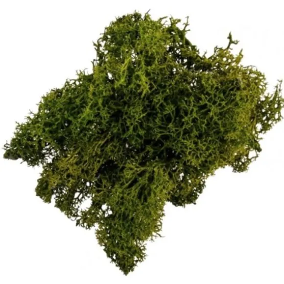Sachet de Mousse Végétale - Vert Foncé - 30 g