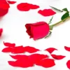 Sachet de 150 pétales de roses rouges