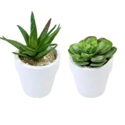 Succulente en pot - Modèle Aléatoire