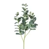 Tige à 4 branches d'Eucalyptus