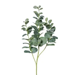 Tige à 4 branches d'Eucalyptus