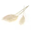 Tige de pampa naturelle blanche - 115 cm