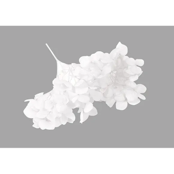 Tige de petites fleurs séchées - Couleur au choix