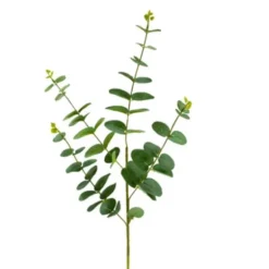 Tige d'Eucalyptus 90 CM - Vert